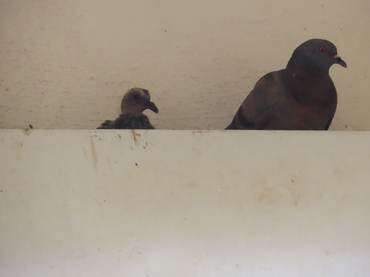 Rock Pigeon (Feral Pigeon) - ML620206821