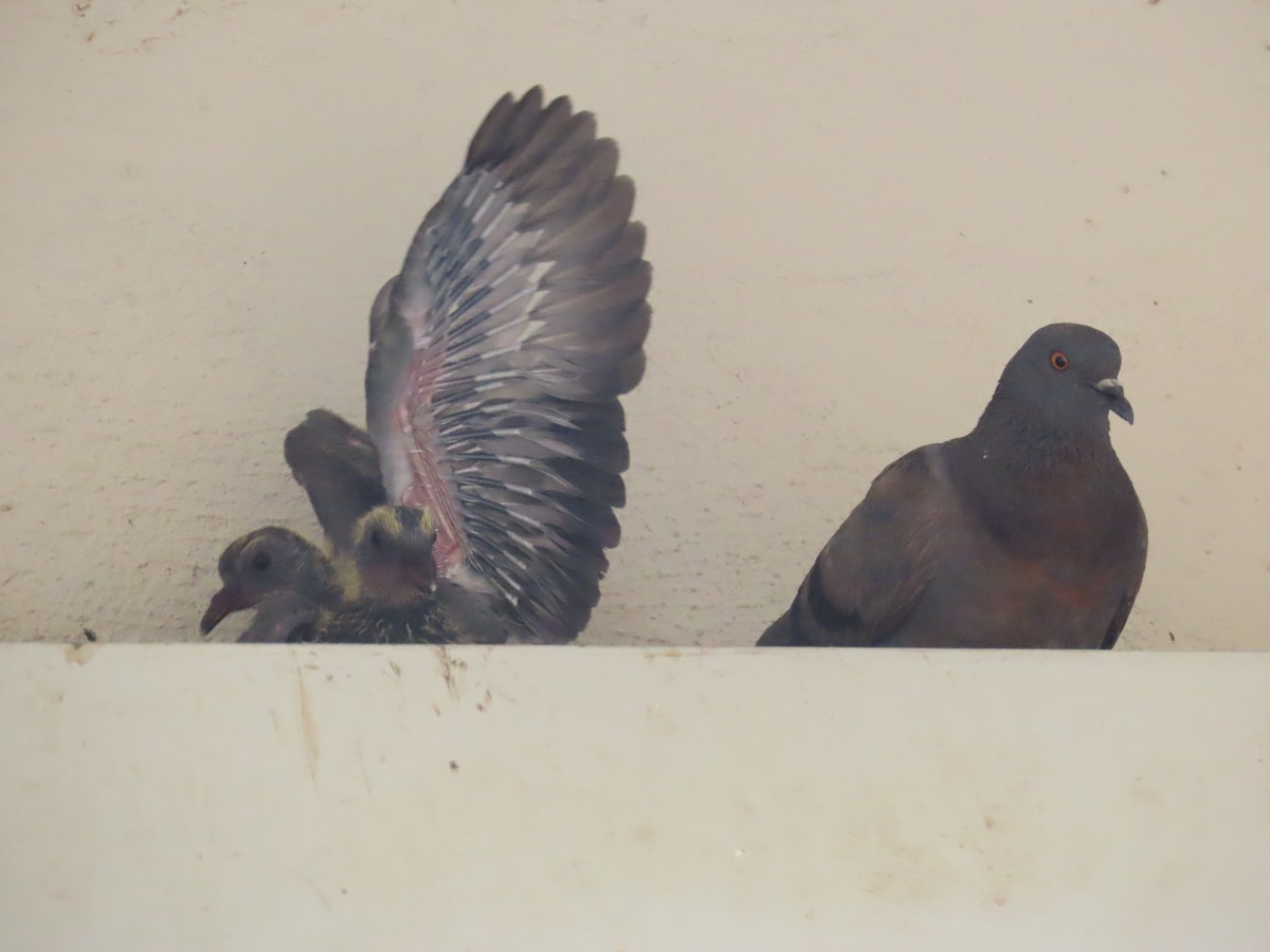 Rock Pigeon (Feral Pigeon) - ML620206822