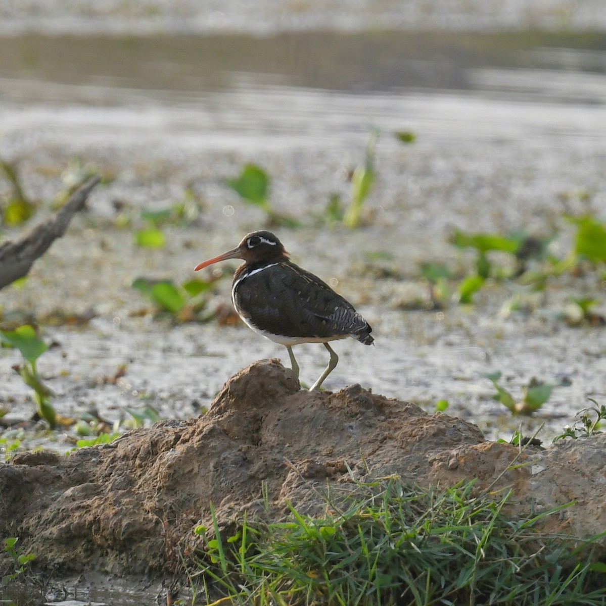 Greater Painted-Snipe - ML620206832