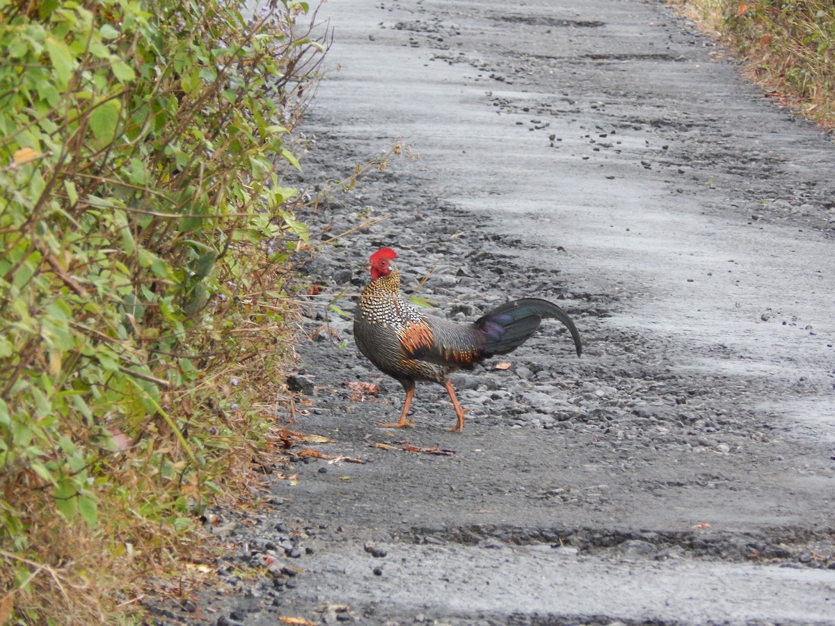 Gray Junglefowl - ML620206840