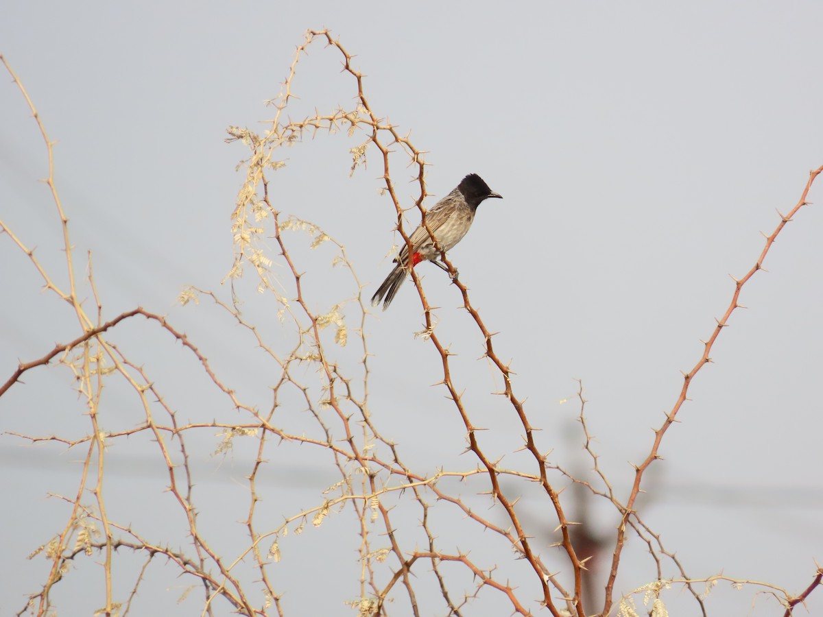 Red-vented Bulbul - ML620206842