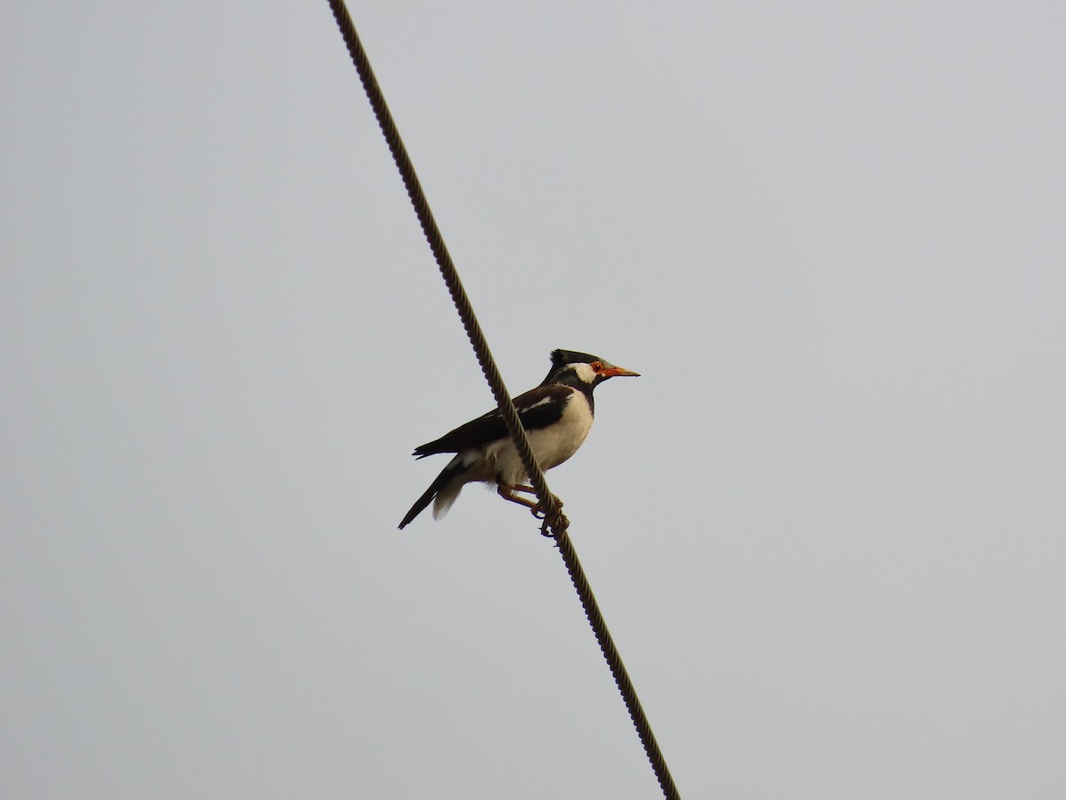 Indian Pied Starling - ML620206843