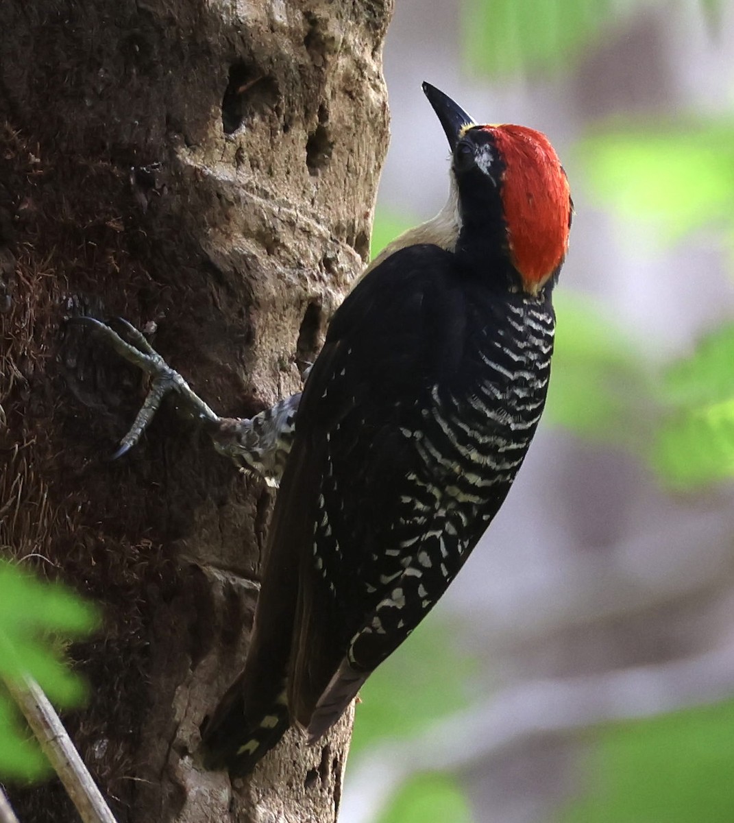 Black-cheeked Woodpecker - ML620206845