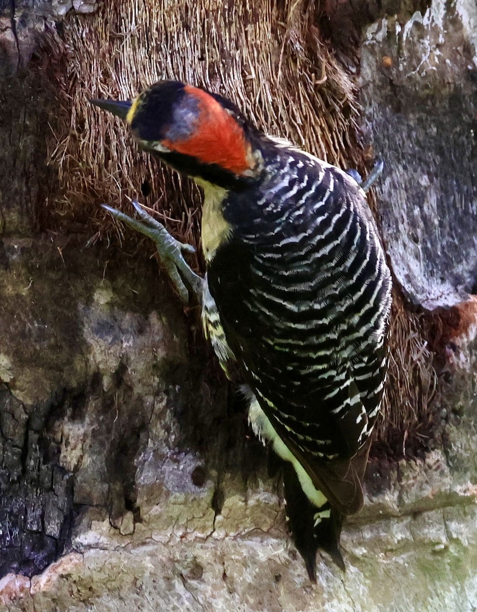 Black-cheeked Woodpecker - ML620206846