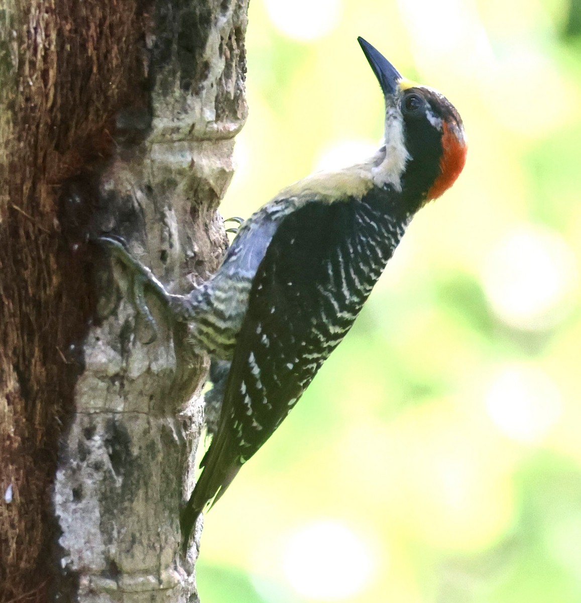 Black-cheeked Woodpecker - ML620206847