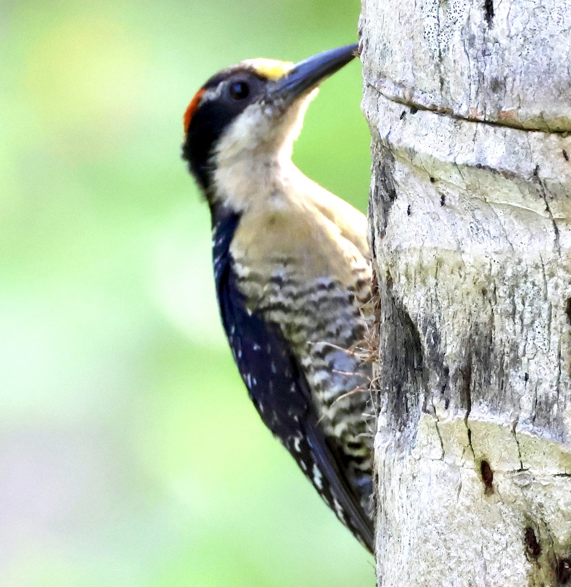 Black-cheeked Woodpecker - ML620206848
