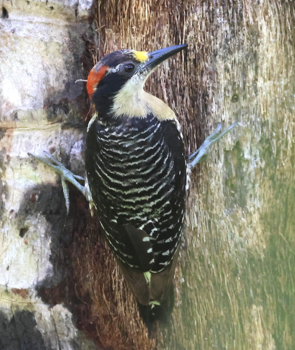 Black-cheeked Woodpecker - ML620206849