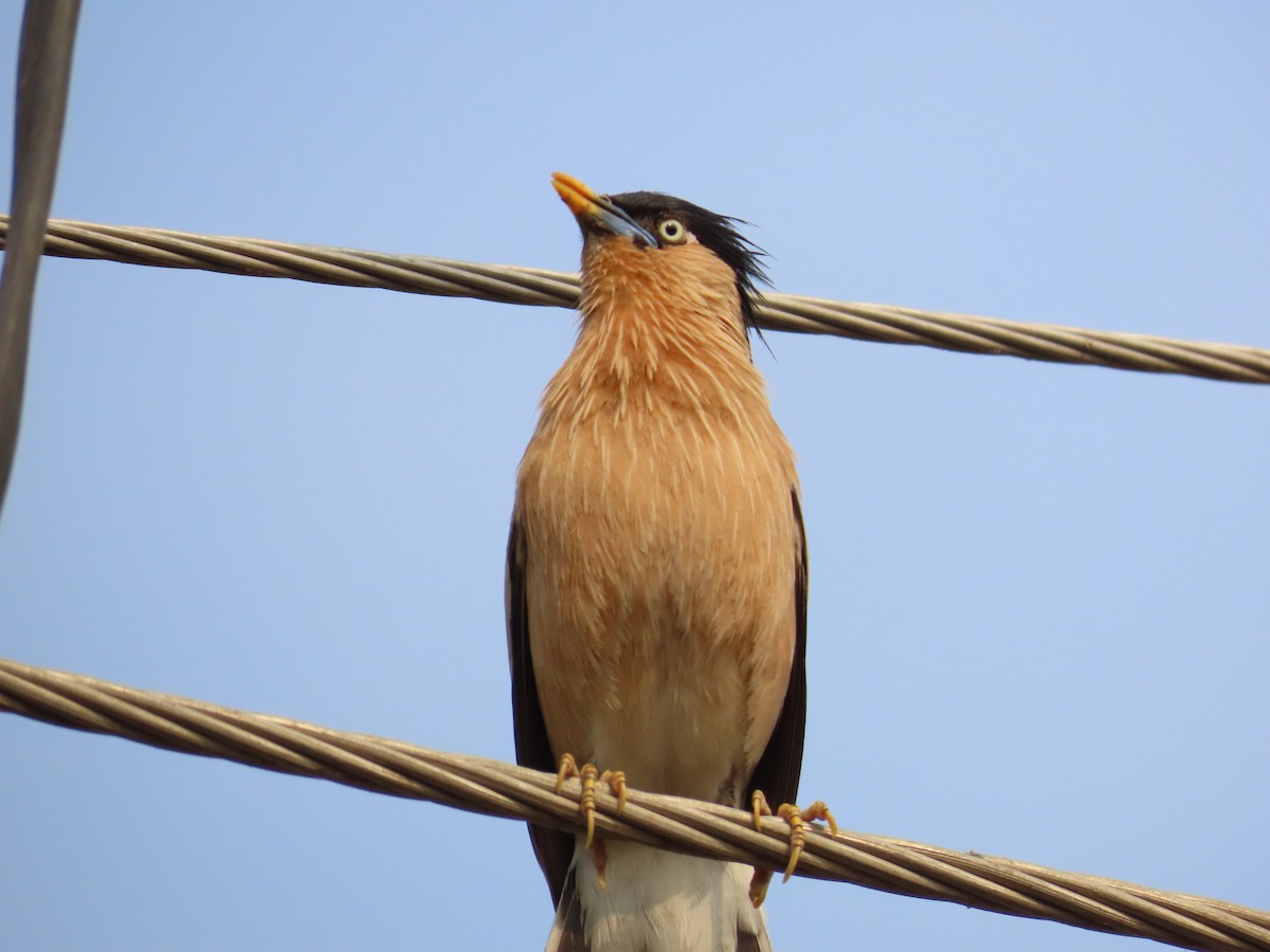 Brahminy Starling - ML620206854