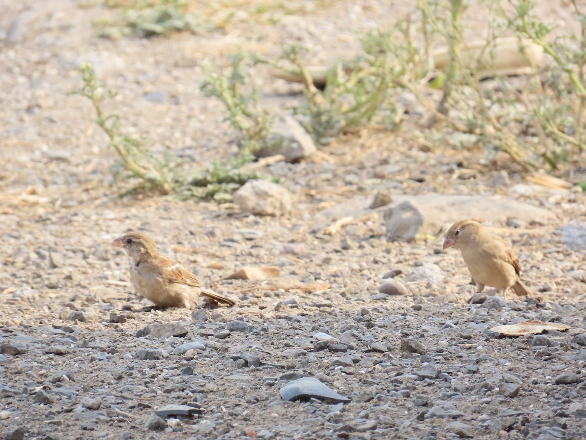 House Sparrow - ML620206869