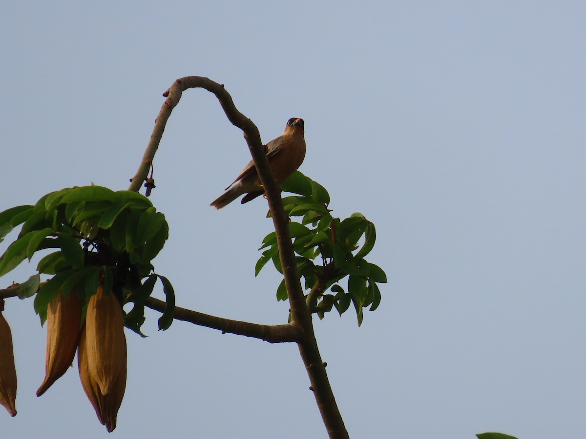 Brahminy Starling - ML620206872