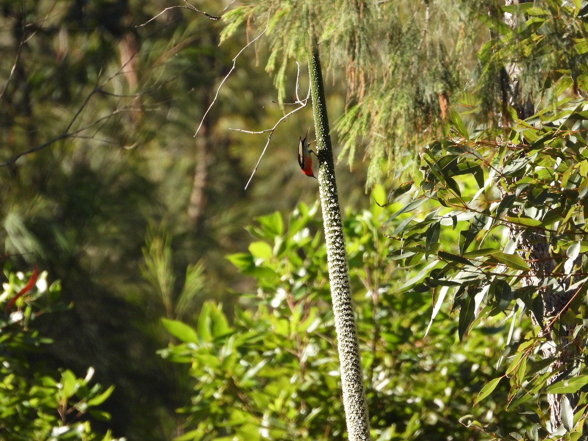 Mielero Escarlata - ML620206873