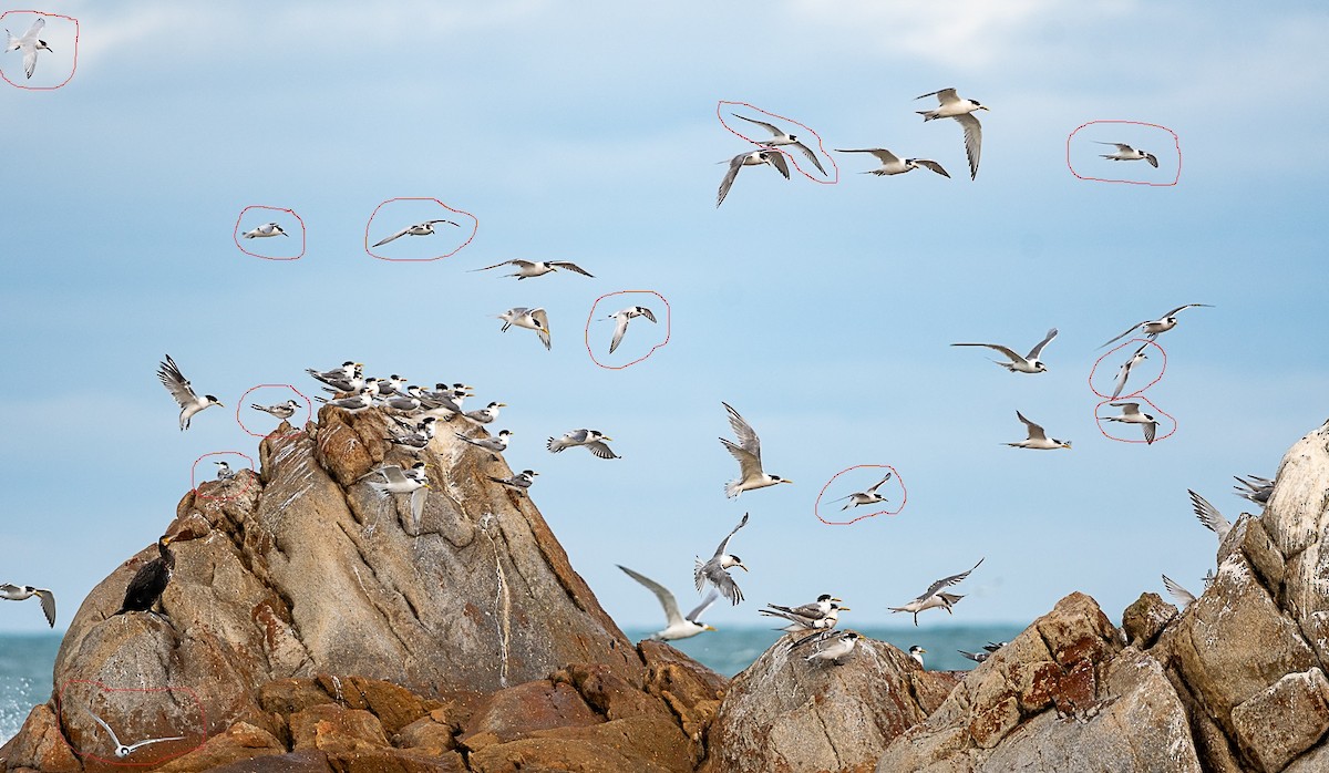 White-fronted Tern - ML620206886