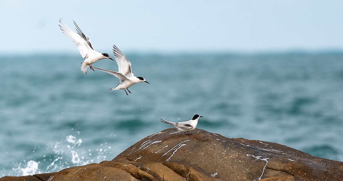 White-fronted Tern - ML620206887