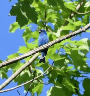 Indigo Bunting - ML620206898