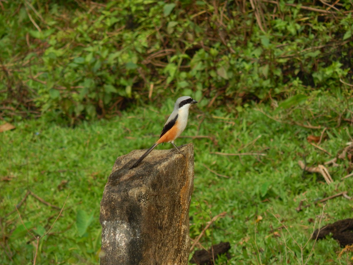 Long-tailed Shrike - ML620206908