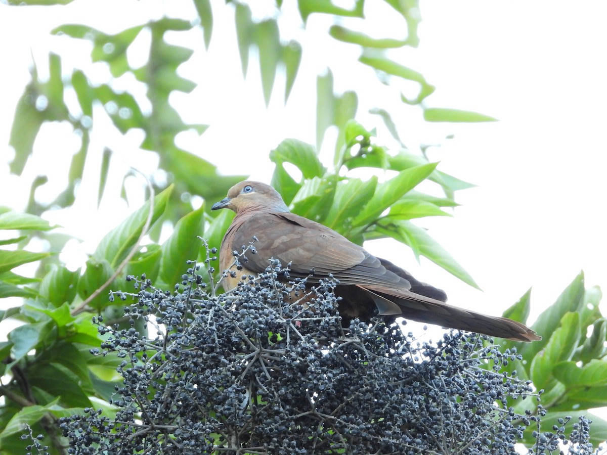 Brown Cuckoo-Dove - ML620206912