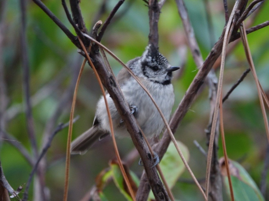 Crested Tit - ML620206925
