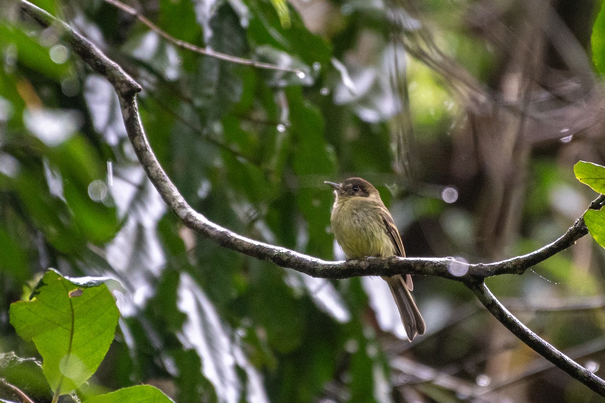 Sepia-capped Flycatcher - ML620206927