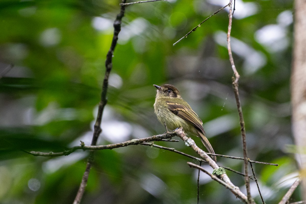 Sepia-capped Flycatcher - ML620206928