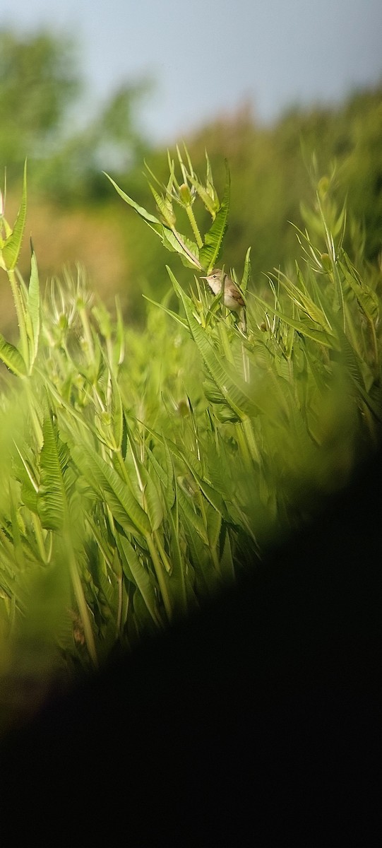 Blyth's Reed Warbler - ML620206931