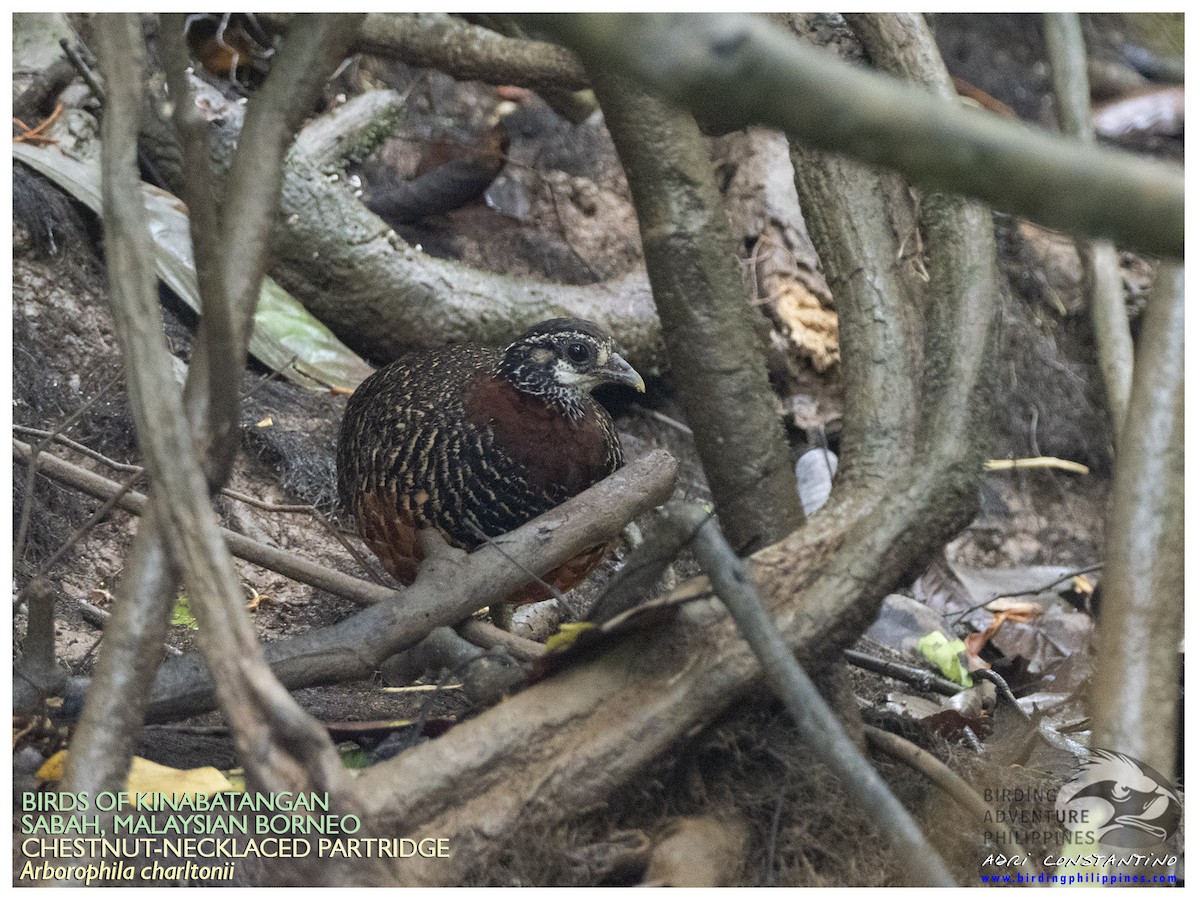 Sabah Partridge - ML620206943