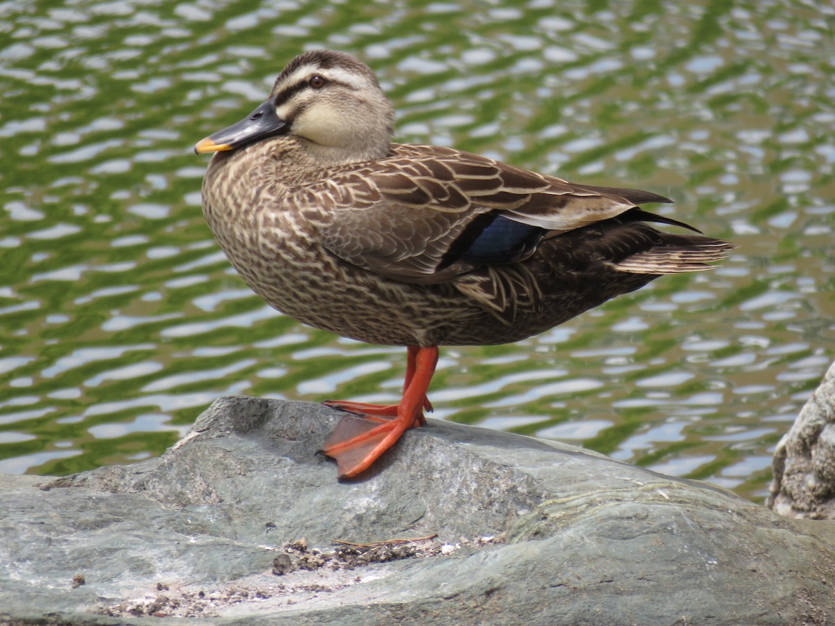 Eastern Spot-billed Duck - ML620206946