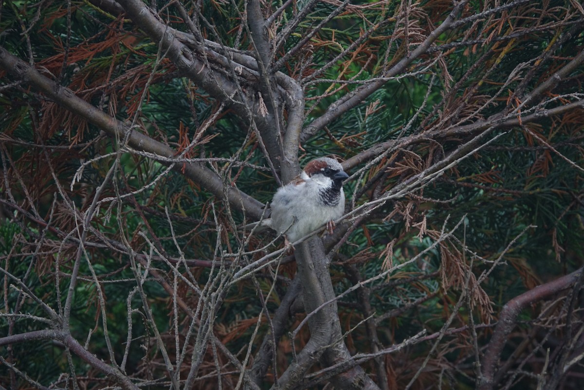 House Sparrow - ML620206947