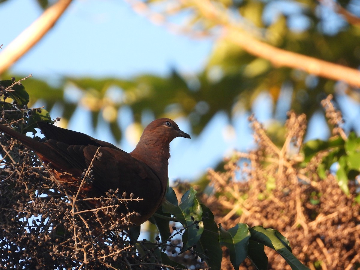 Brown Cuckoo-Dove - ML620206957