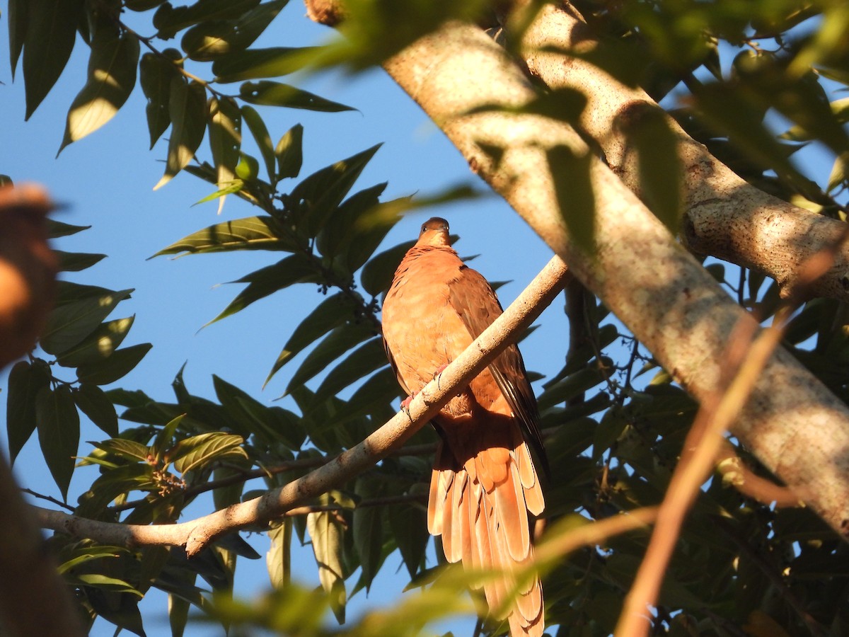 Brown Cuckoo-Dove - ML620206958