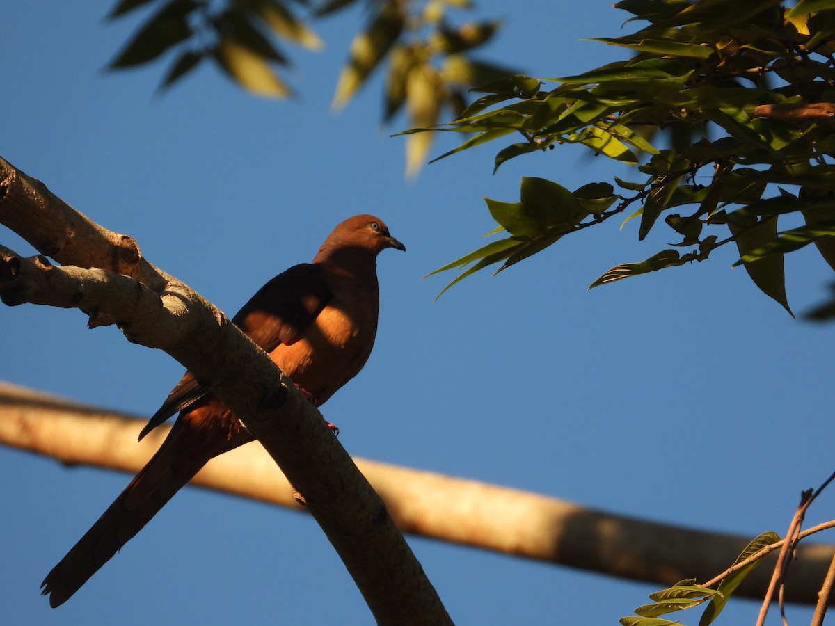 Brown Cuckoo-Dove - ML620206959