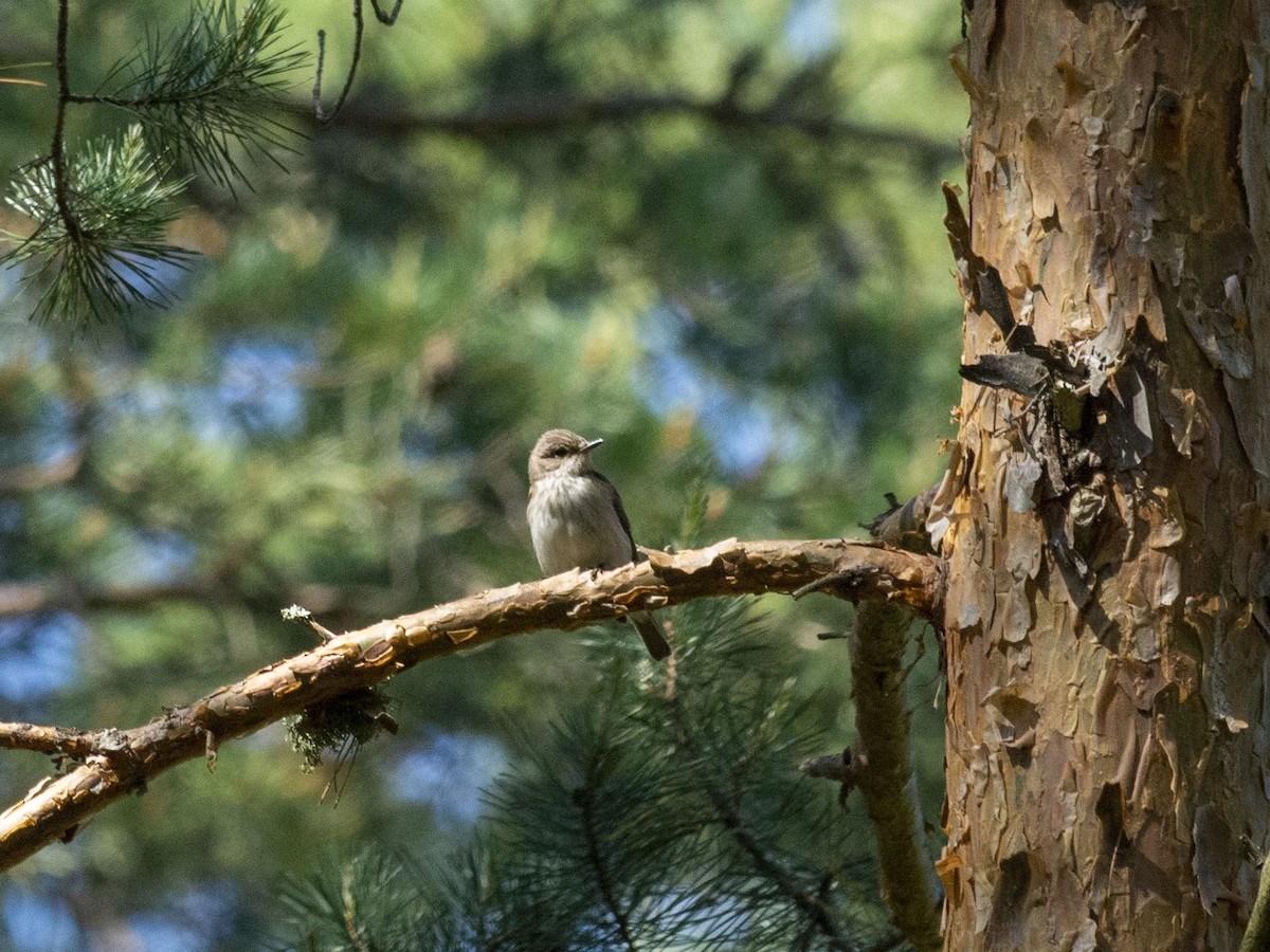 Spotted Flycatcher (Spotted) - ML620206969