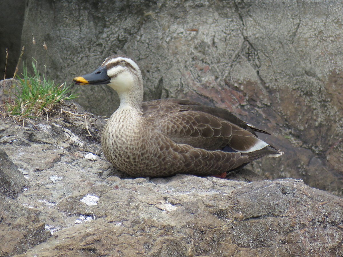 Eastern Spot-billed Duck - ML620206970
