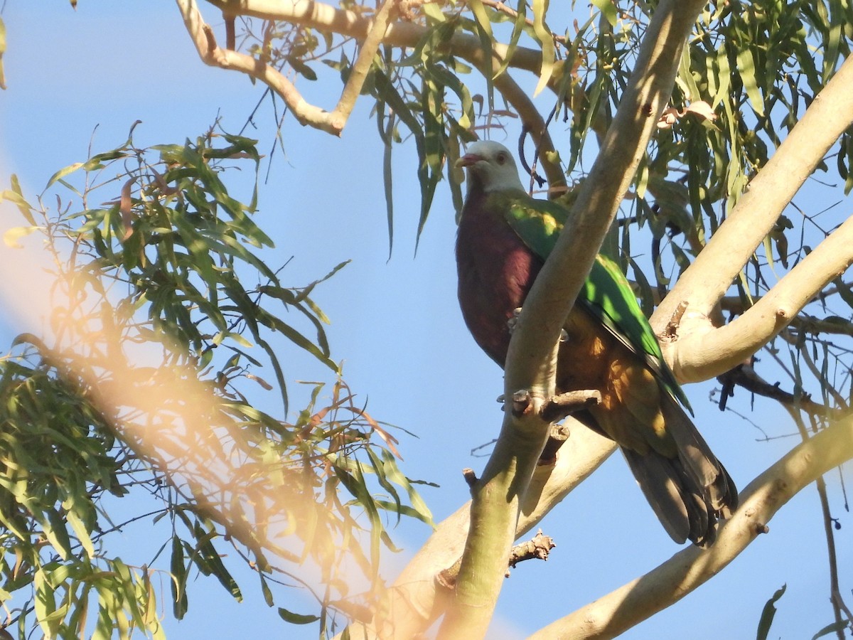 Wompoo Fruit-Dove - ML620206977