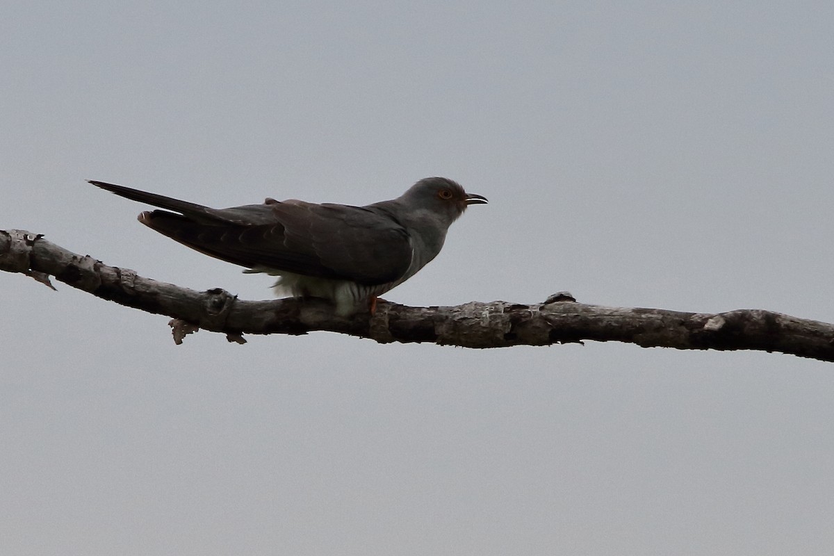 Common Cuckoo - ML620206987