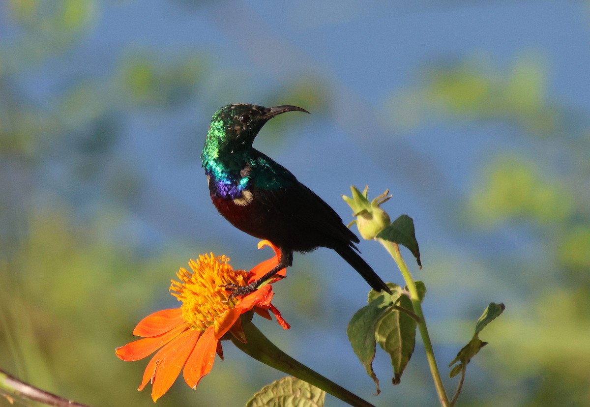Purple-banded Sunbird - Frank Willems - Birding Zambia