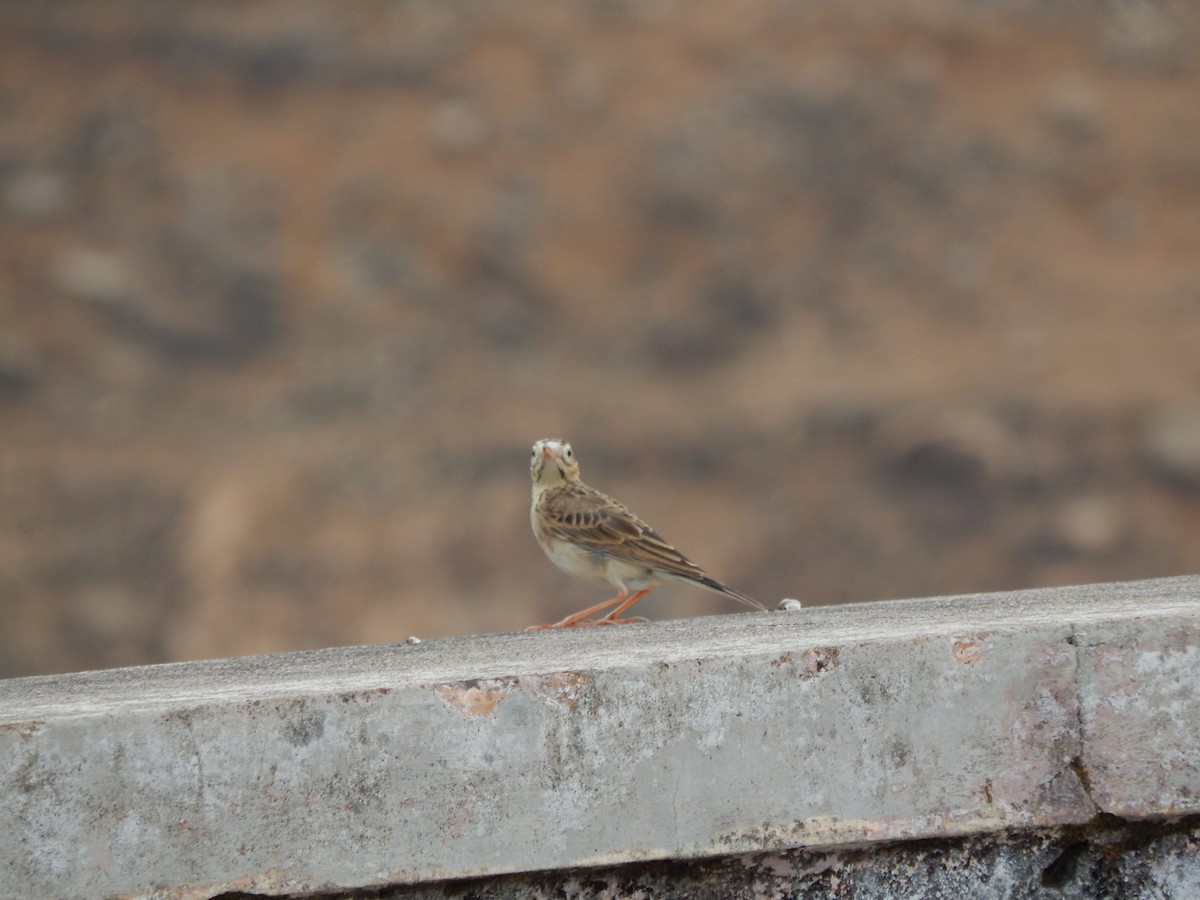 Paddyfield Pipit - ML620206995