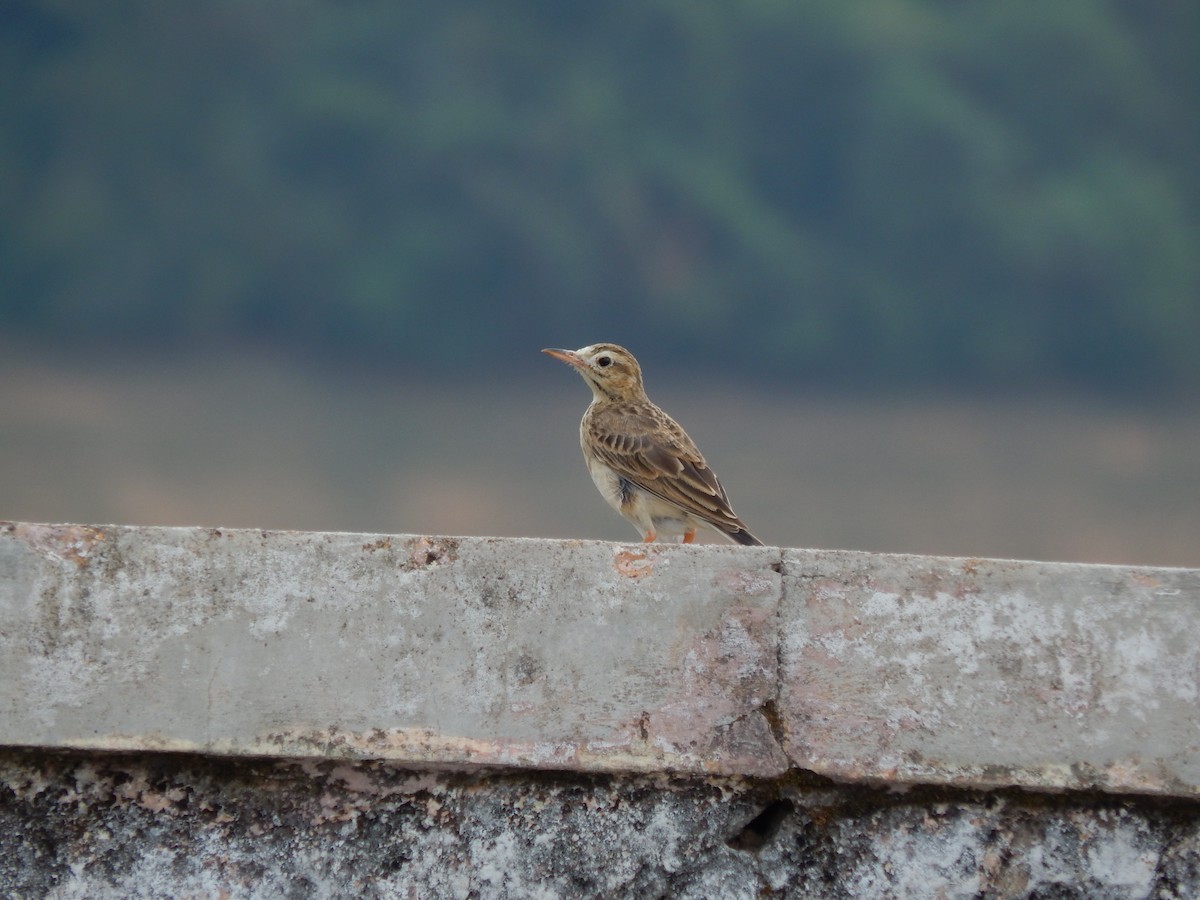 Paddyfield Pipit - ML620206997