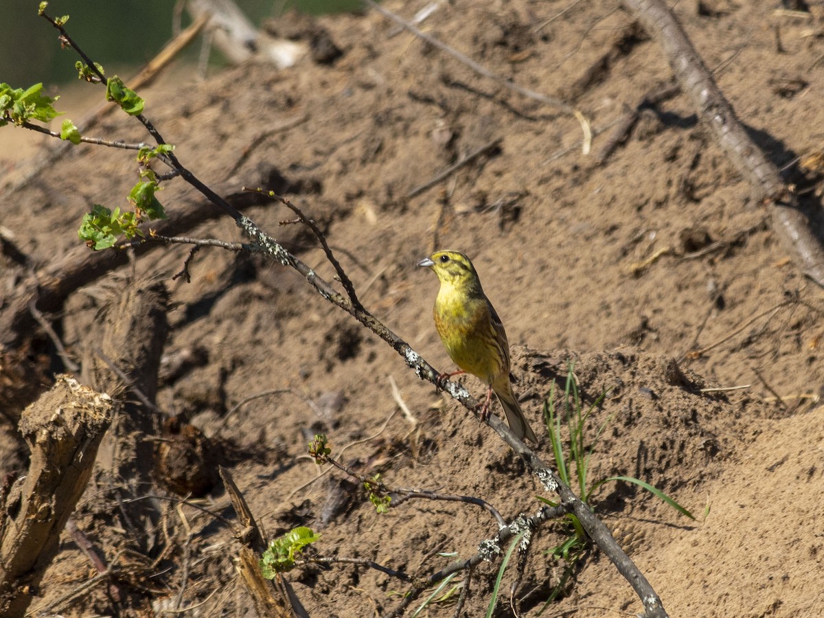 Yellowhammer - ML620207004