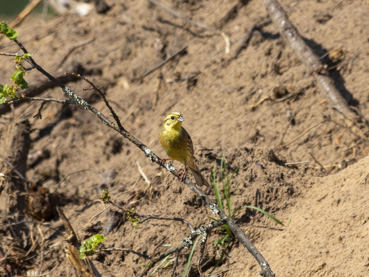 Yellowhammer - ML620207005