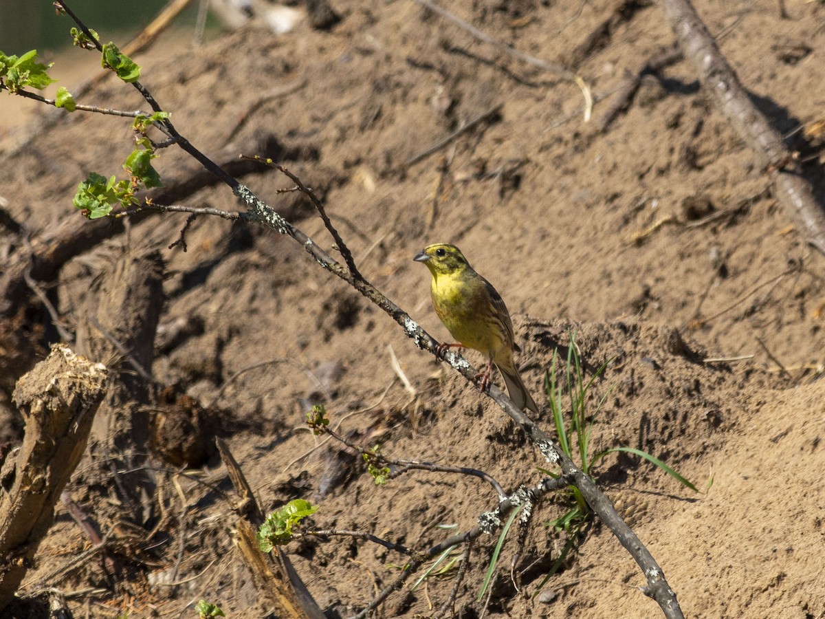 Yellowhammer - ML620207006