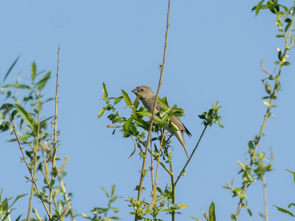 Common Rosefinch - ML620207008