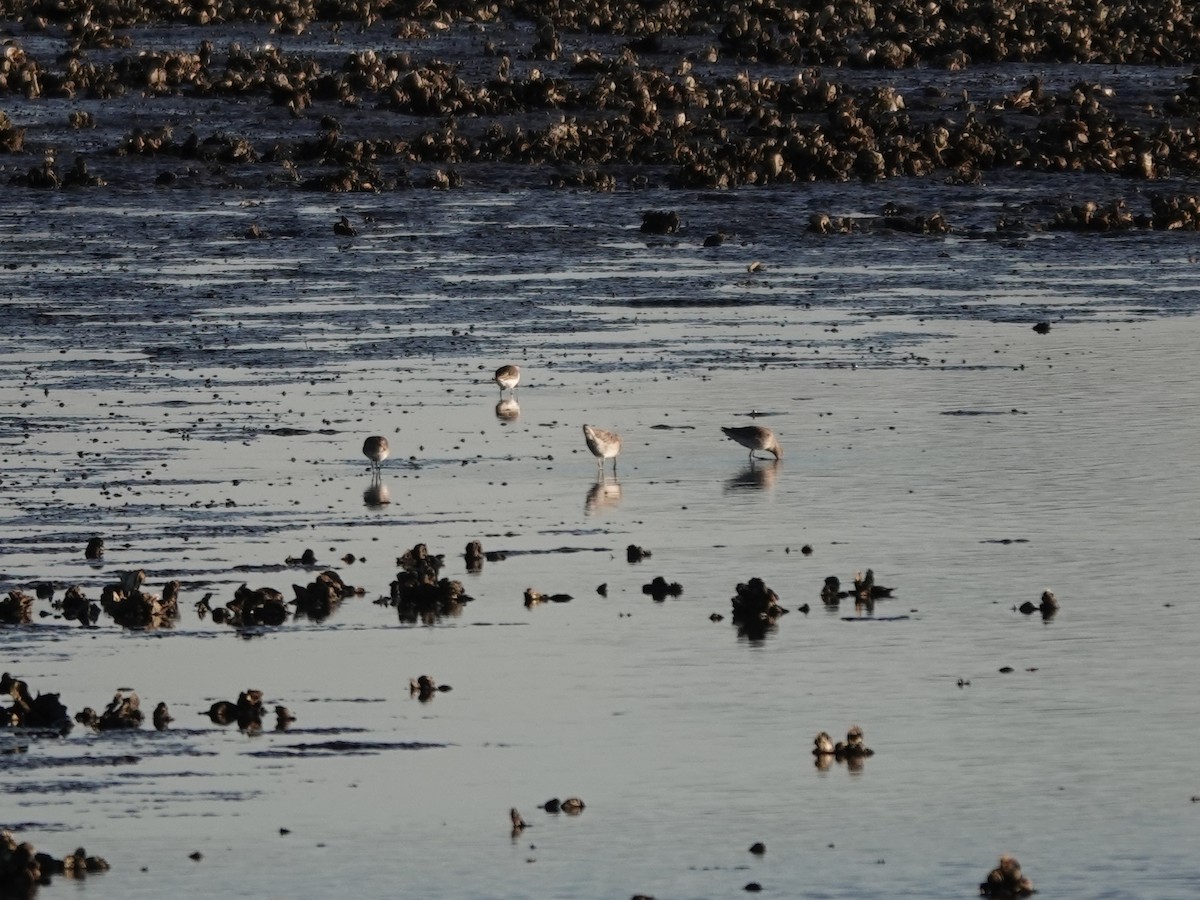 Dunlin - ML620207009