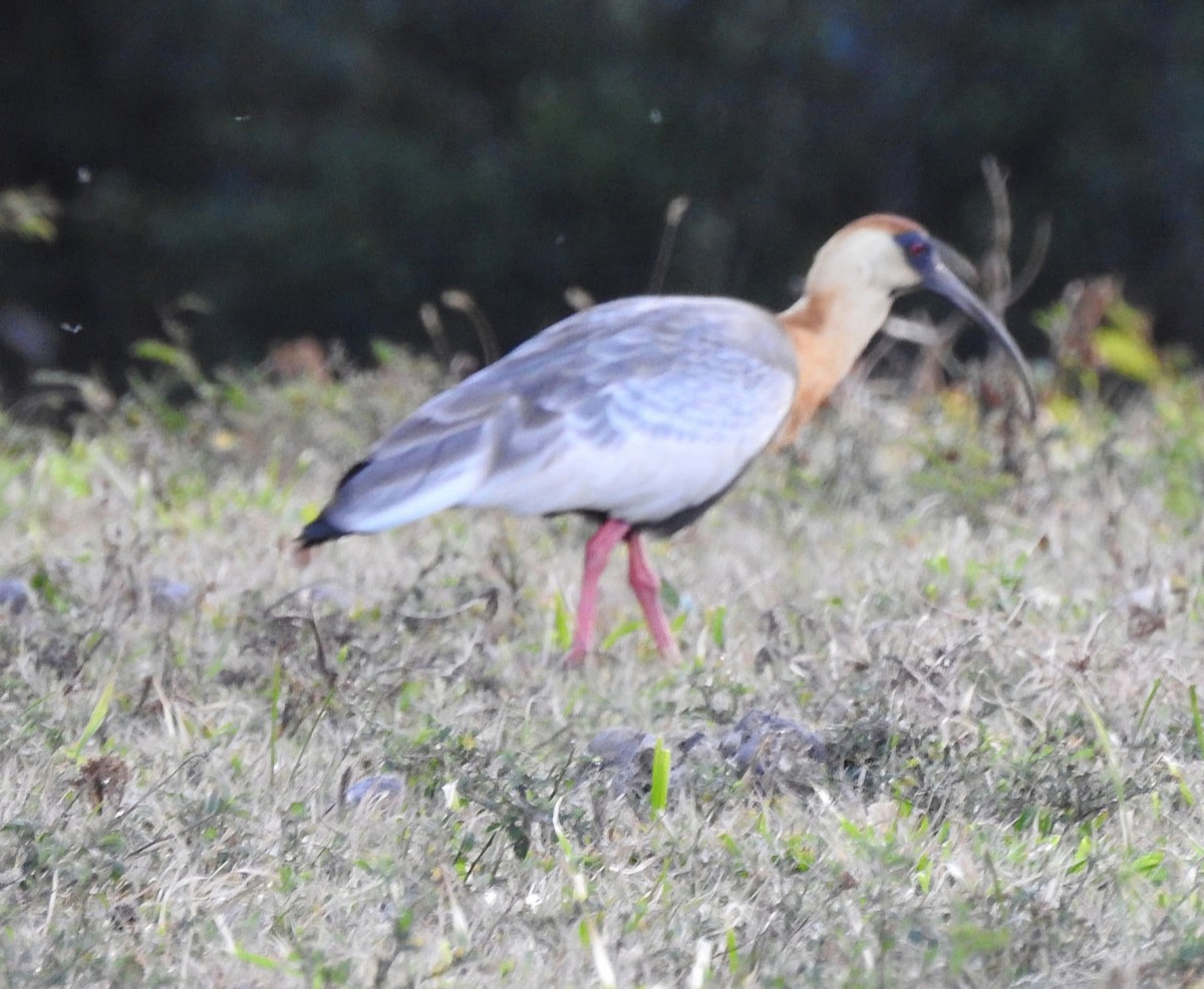 ibis bělokřídlý - ML620207010