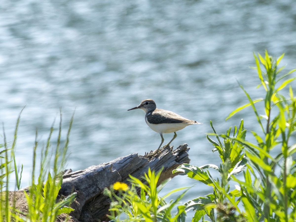 Common Sandpiper - ML620207011