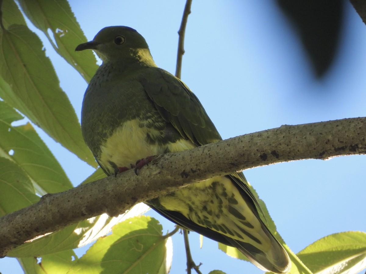 Superb Fruit-Dove - ML620207015