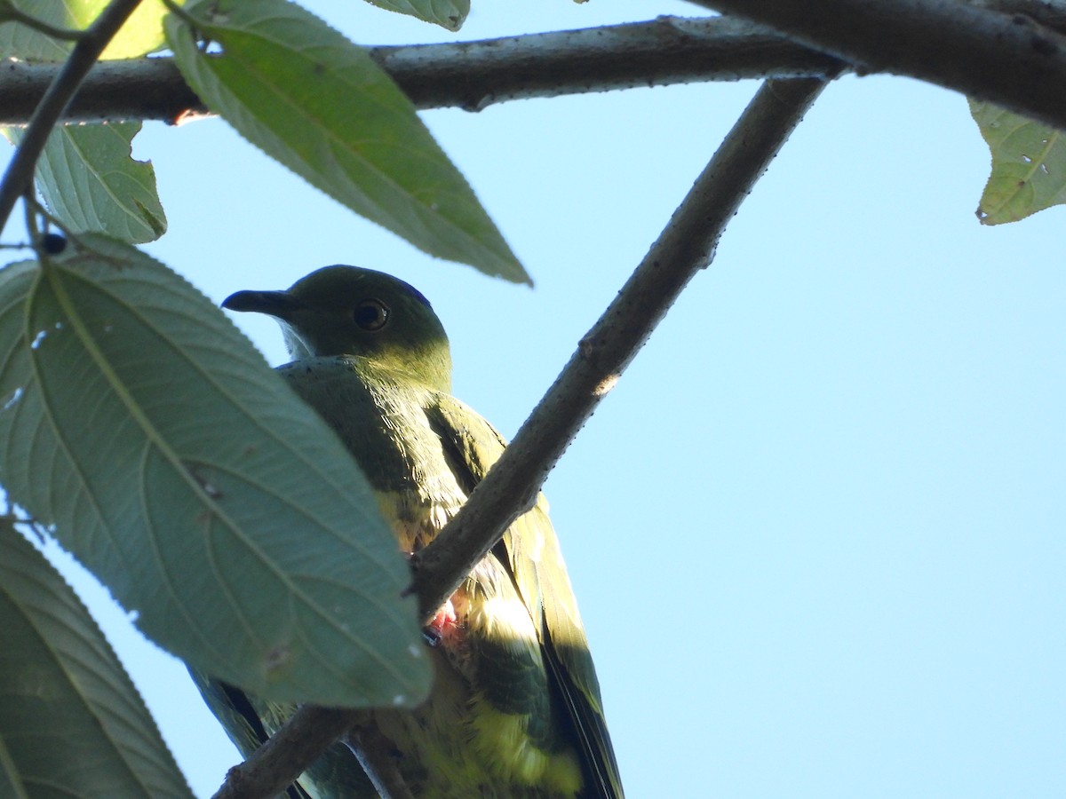 Superb Fruit-Dove - ML620207017