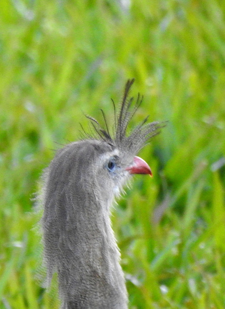 Red-legged Seriema - ML620207025