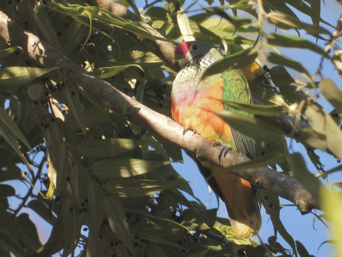 Rose-crowned Fruit-Dove - ML620207027