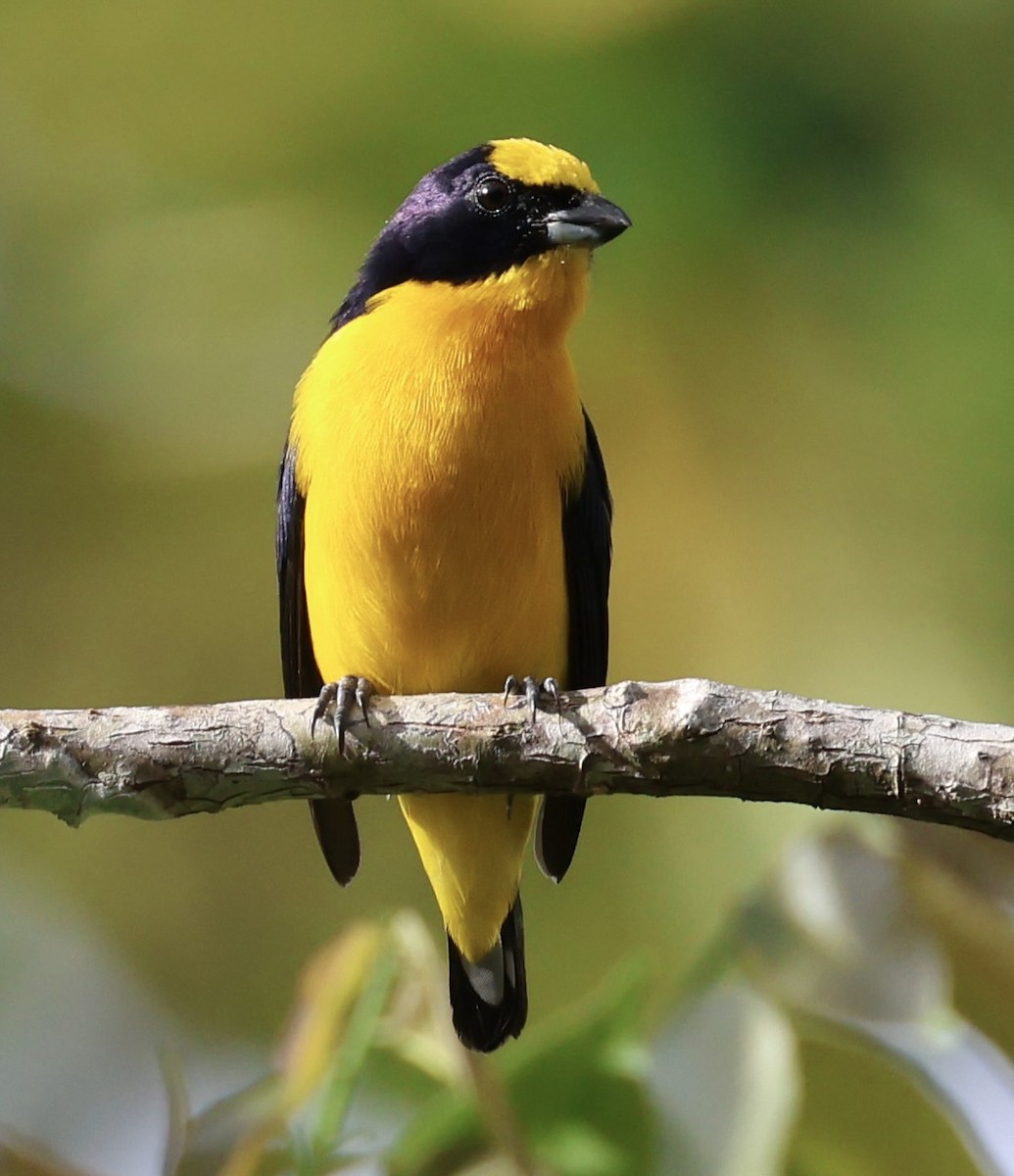 Thick-billed Euphonia - ML620207035