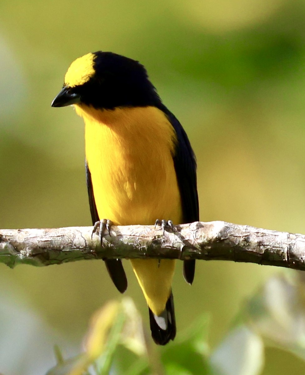 Thick-billed Euphonia - ML620207036